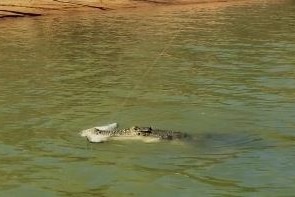 A photo of a crocodile with a barramundi on a fishing line in its mouth in the Kimberley.