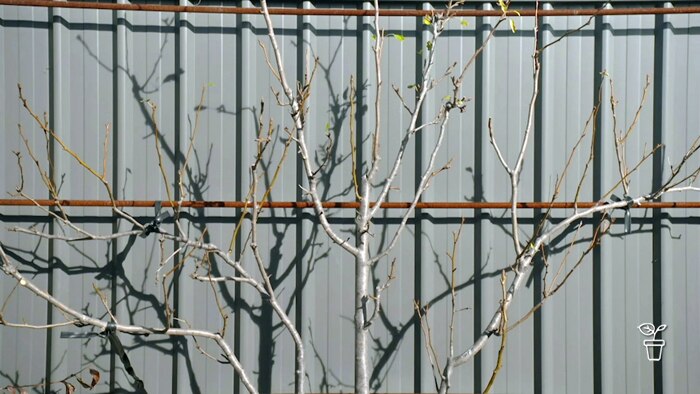 A Pear in There - Gardening Australia