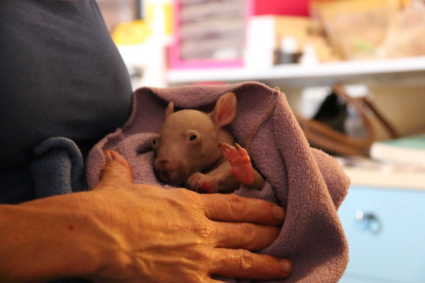 The baby wombat is held in a blanket.