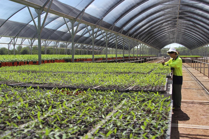 A nursery of small trees with a woman tending the seedlings.