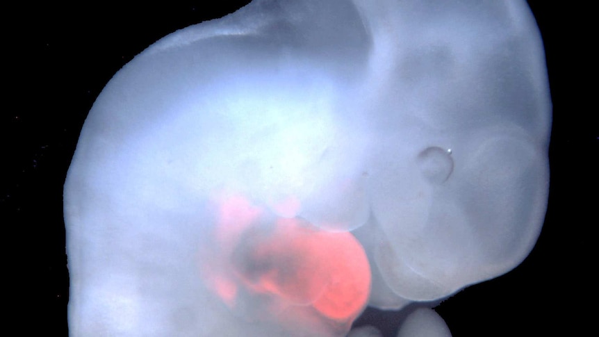 Scientific image of a rat mouse embryo