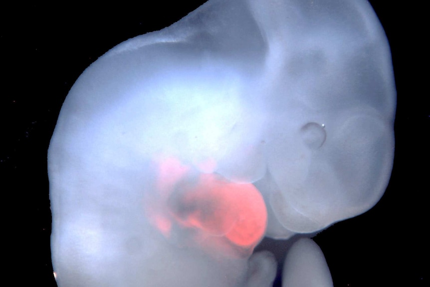Scientific image of a rat mouse embryo