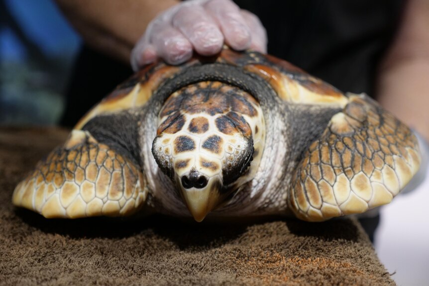 Turtles in recovery at the Bunbury Dolphin Discovery Centre.