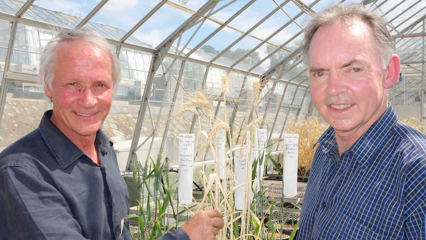 The water-wise wheat the scientific pair helped to develop is being used by farmers around the world.