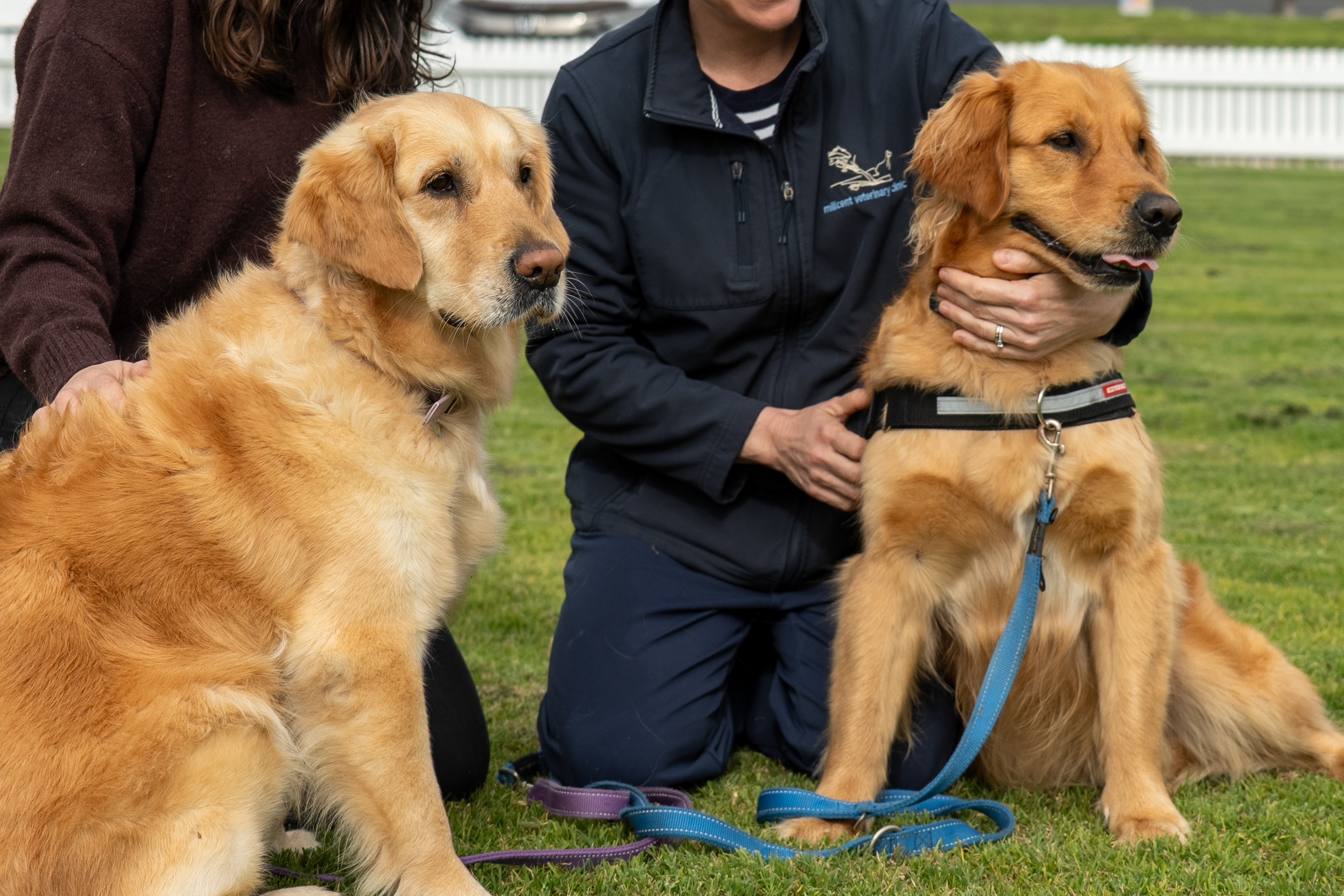 Two golden retrievers sitting on an oval.