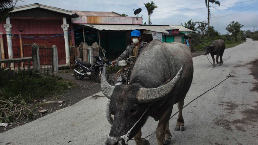 A man evacuates his buffalo at Naman Teran village following the eruption of Mount Sinabung in North Sumatra, Indonesia.