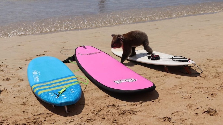 A koala walking on surfboards
