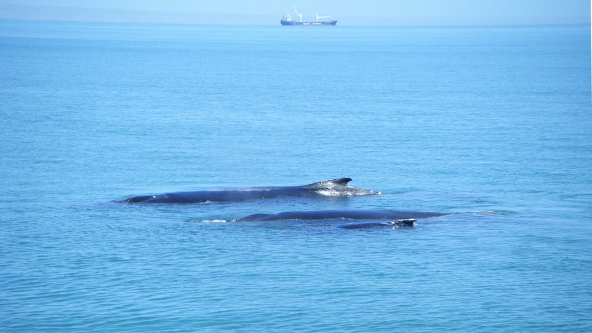 Two whales float at the surface of the ocean with as ship in the distance background