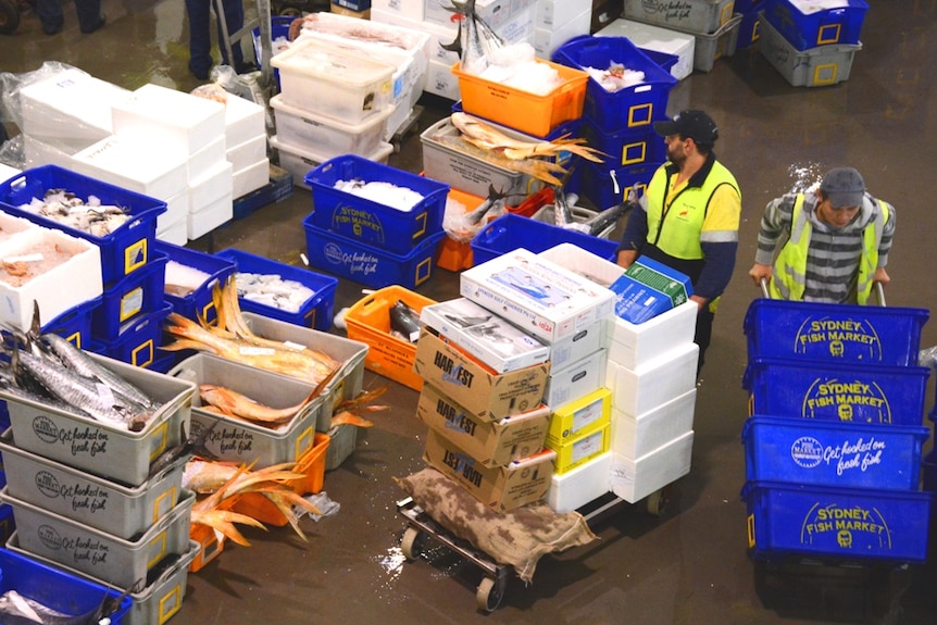 Variety of fish at Melbourne Seafood Centre