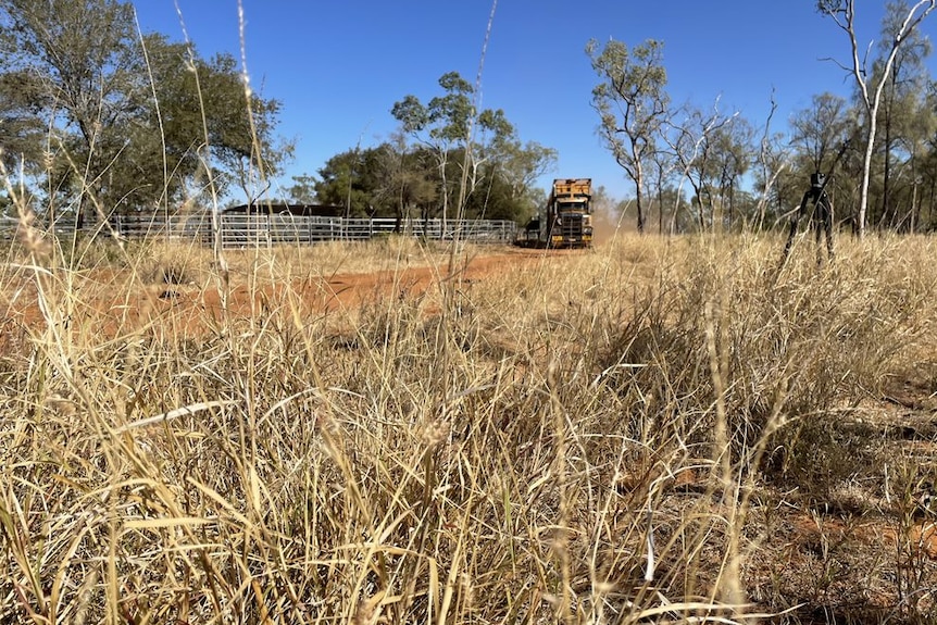 A cattle truck drives along a dirt track.