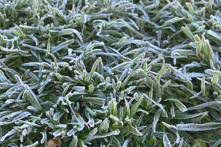 Frost on plants