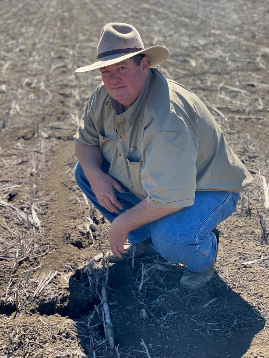 Farmer Darren Jensen looking at mouse damage