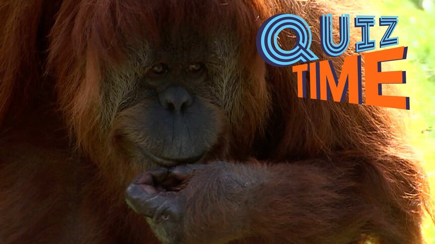 A sitting Orangutan.
