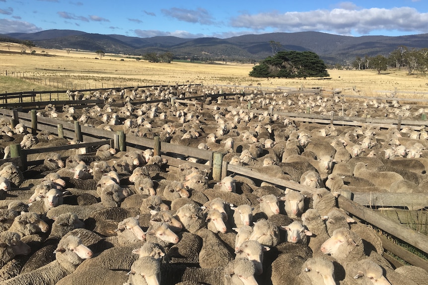 hundreds of merino sheep stand in holding pens in a paddock