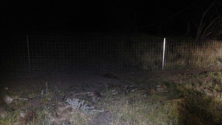 Kangaroos shot dead along a cluster fence at night.