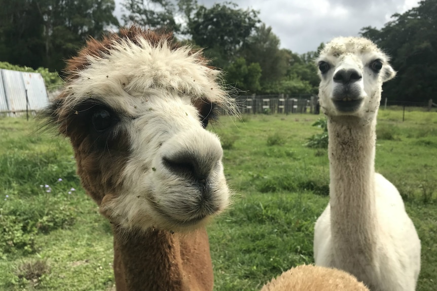 Two super cute alpacas looking at the camera.