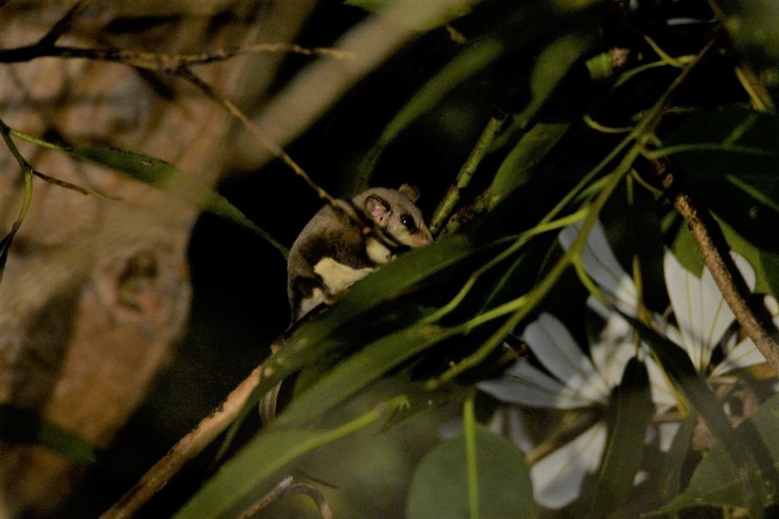 Feather-tailed Glider