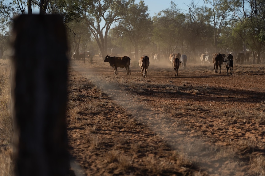 Cattle walk in a cloud of dust.