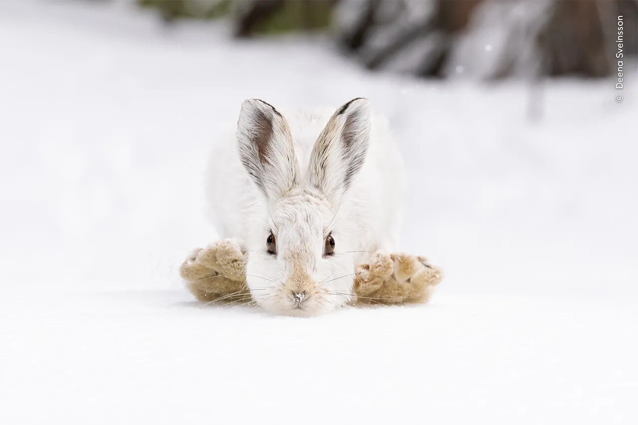 A snowshoe hare sleeping on a small snow mound deep in the forests of the Rocky Mountain National Park, USA.