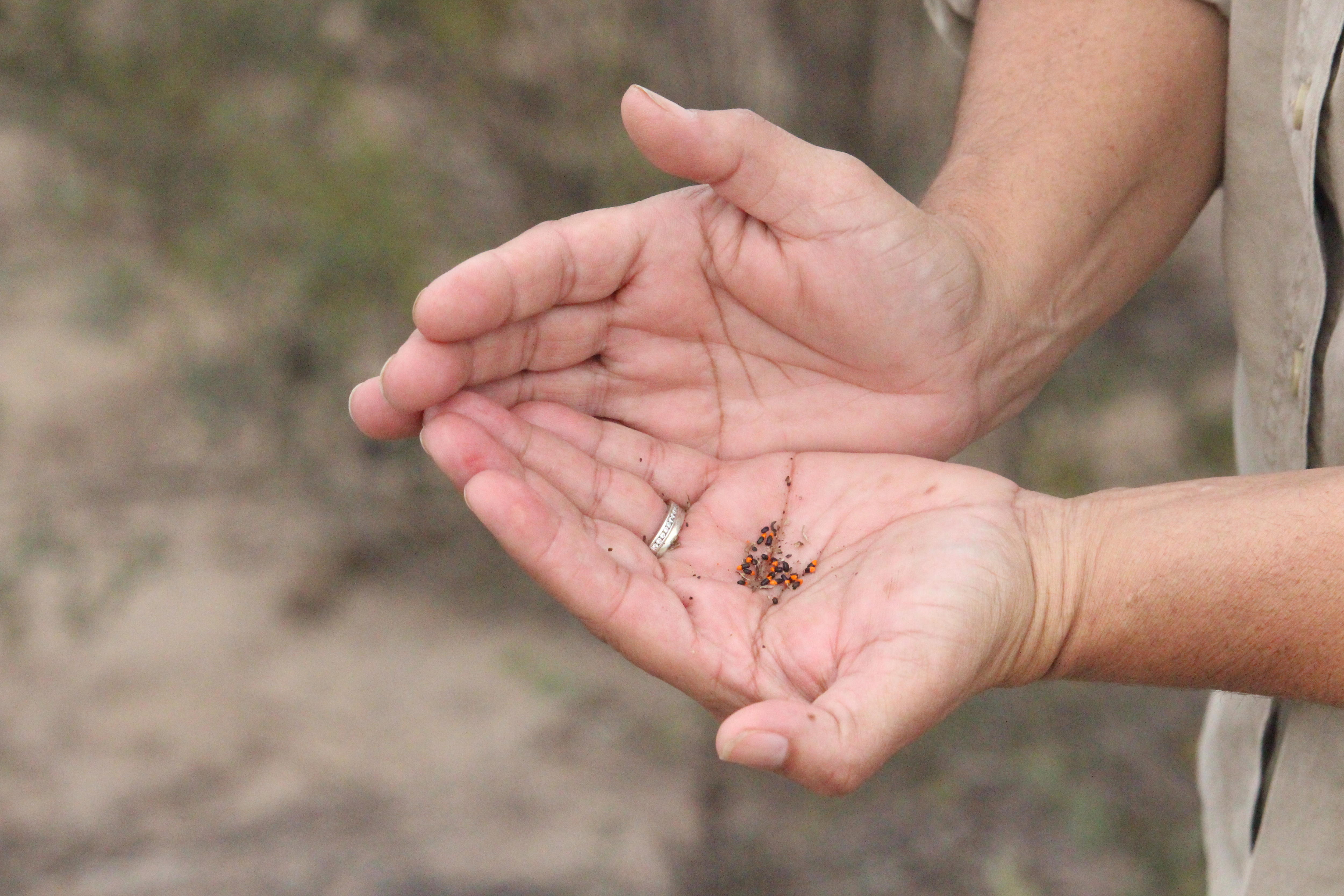 A palm with seeds in it