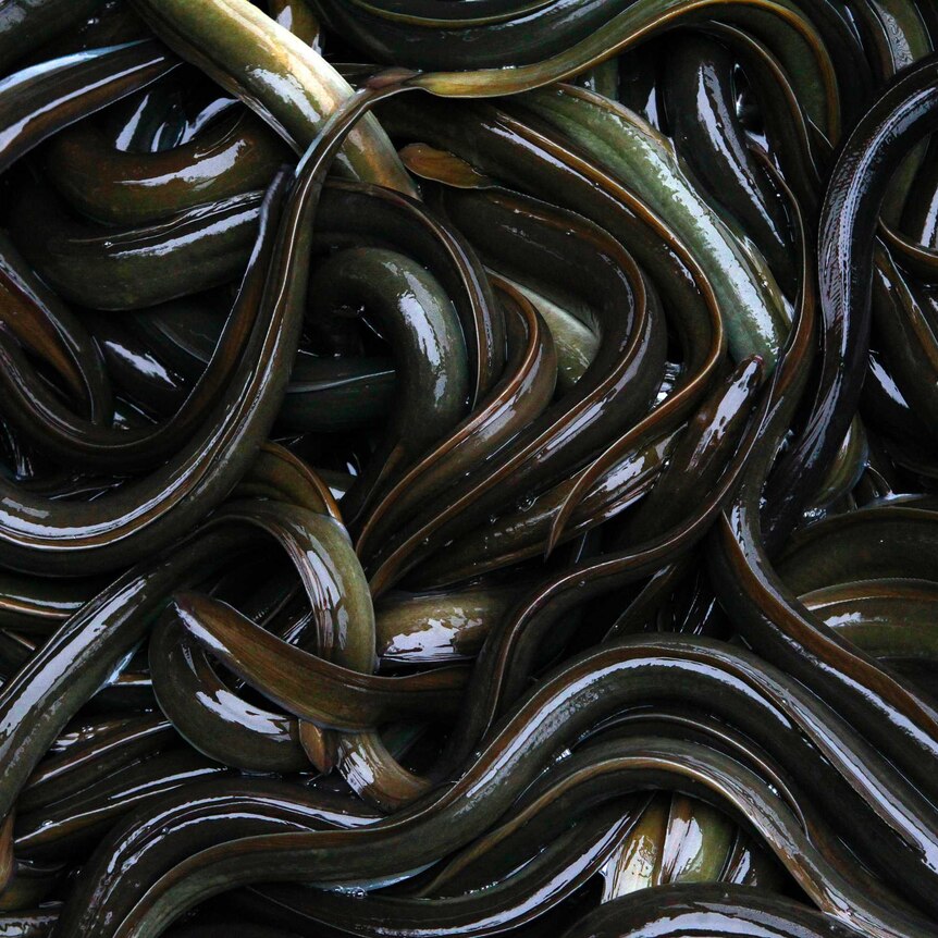 View of countless  dark coloured eels slithering on top of each other.