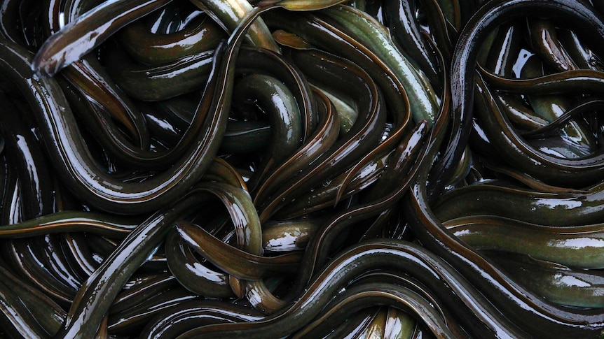 View of countless  dark coloured eels slithering on top of each other.