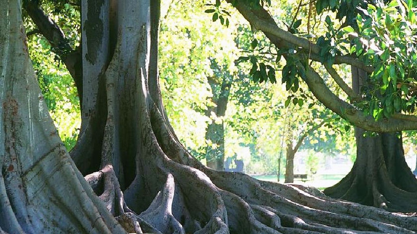 Botanic Park trees