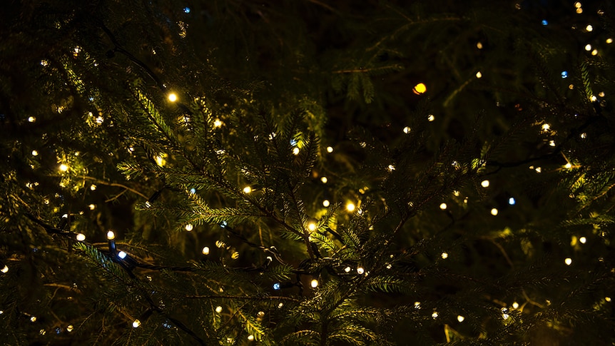 Small lights strung through a living Christmas tree.