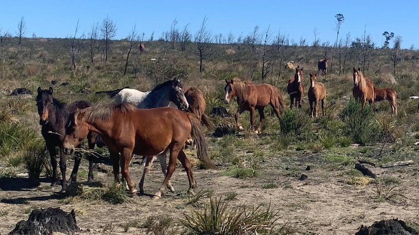 mob of brumbies in Newnes State Forest