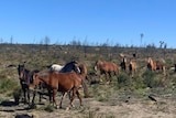 mob of brumbies in Newnes State Forest