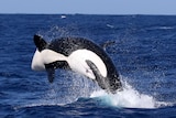 A killer whale leaping out of the ocean