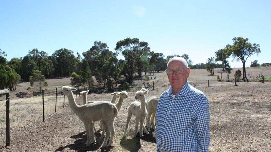 Australian Alpaca Association WA president Len Baxter standing beside his alpacas on his Gidgegannup farm