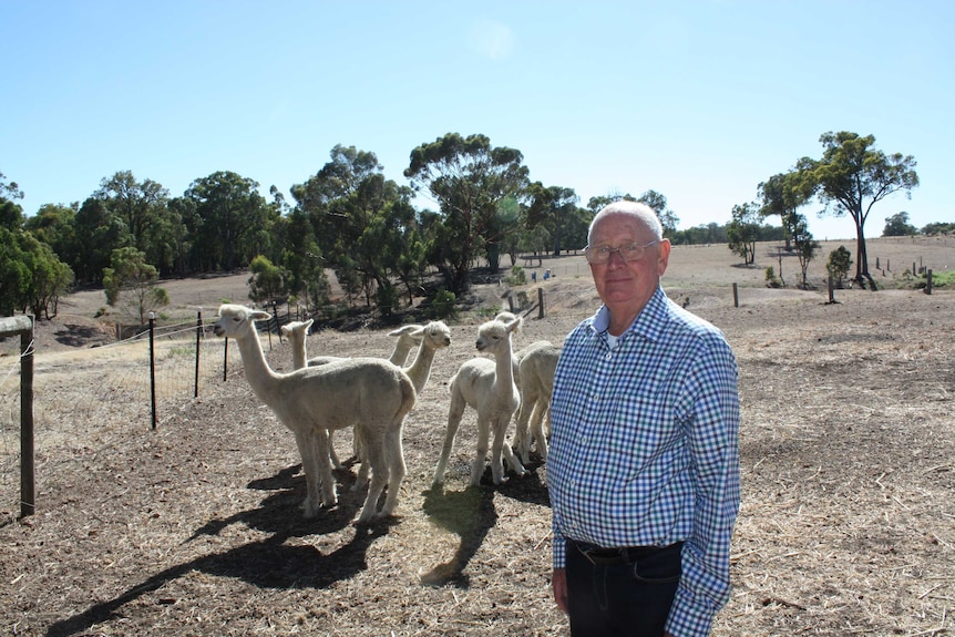 Australian Alpaca Association WA president Len Baxter standing beside his alpacas on his Gidgegannup farm