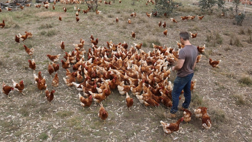 A farmer feeds free-range chickens on a spacious property.