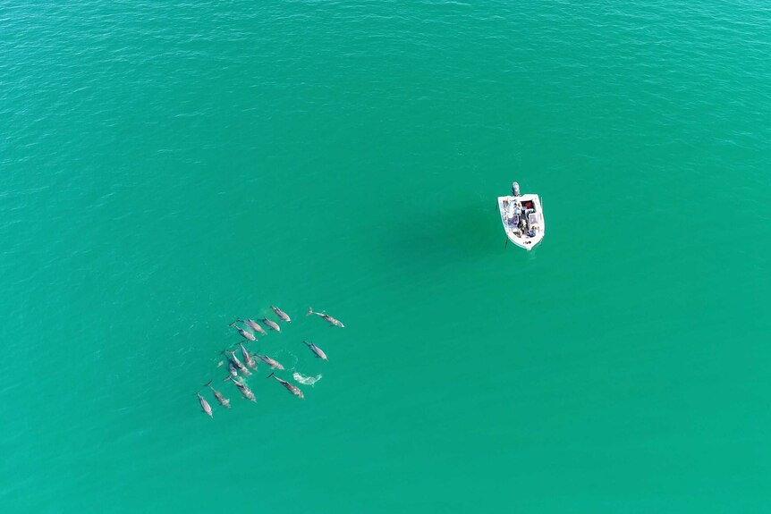 An aerial shot of a pod of bottlenose dolphins, with a research boat anchored not far from the group.