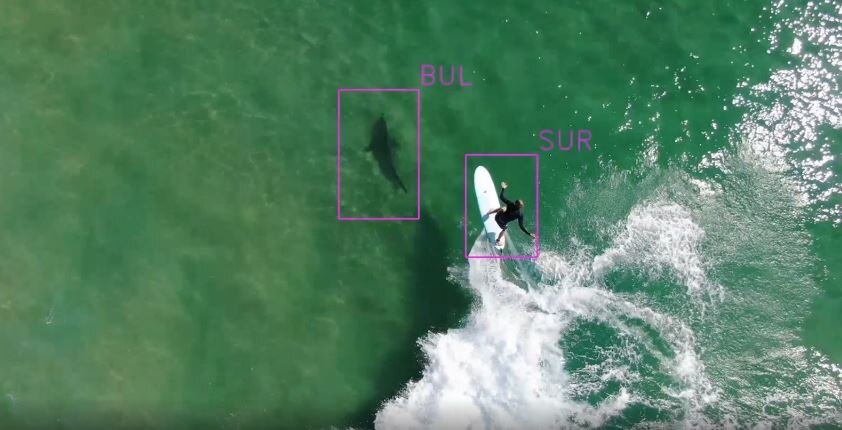 Aerial shot from a drone of a bull shark close beneath a a surfer rising a wave.