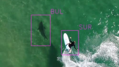 Aerial shot form drone of a bull shark close to a surfer on a wave