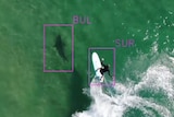 Aerial shot form drone of a bull shark close to a surfer on a wave