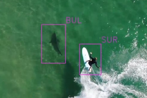 Aerial shot form drone of a bull shark close to a surfer on a wave