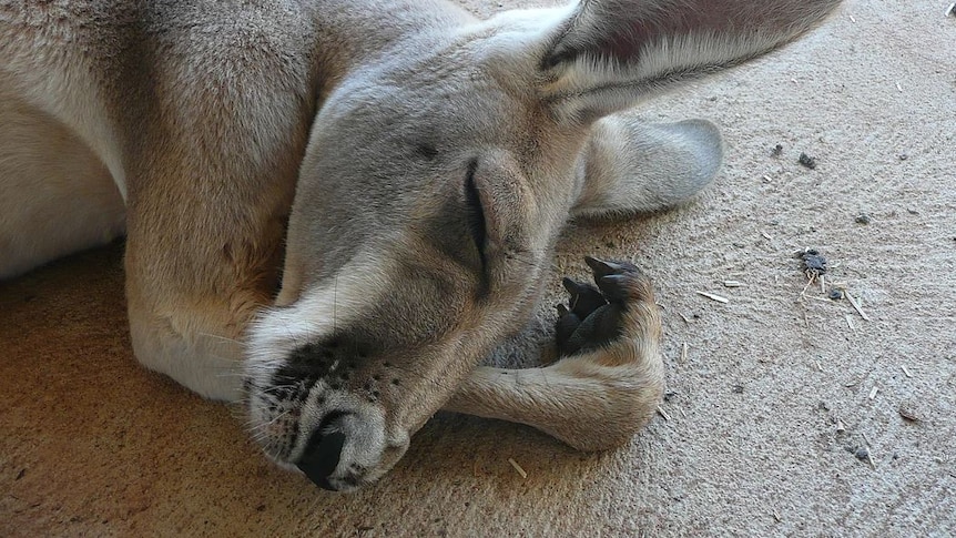 A close-up of a kangaroo sleeping on sand.