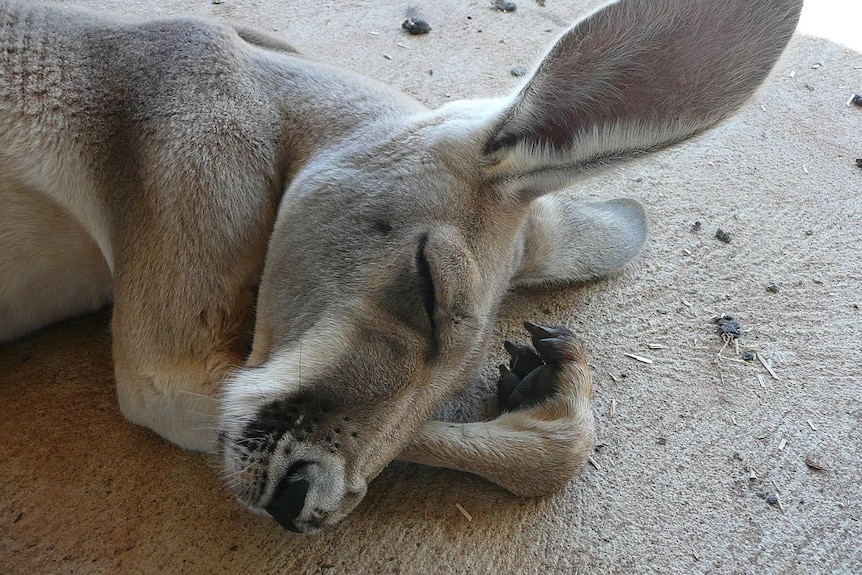 A close-up of a kangaroo sleeping on sand.