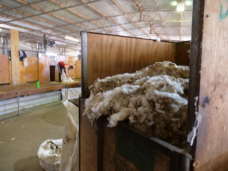 Freshly shorn wool in a wool bin, with a shearer shearing a sheep in the background on wool board.