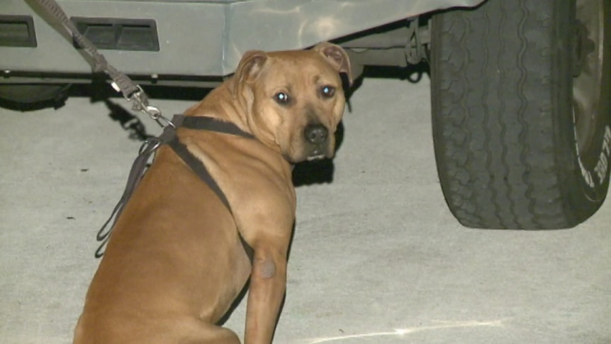 Dog responsible for biting man's finger off