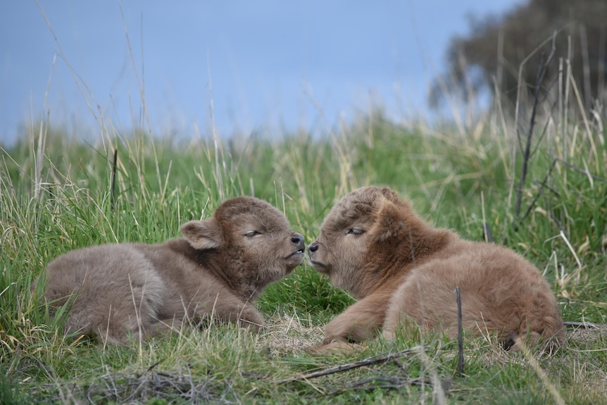 two calfs touch noses 