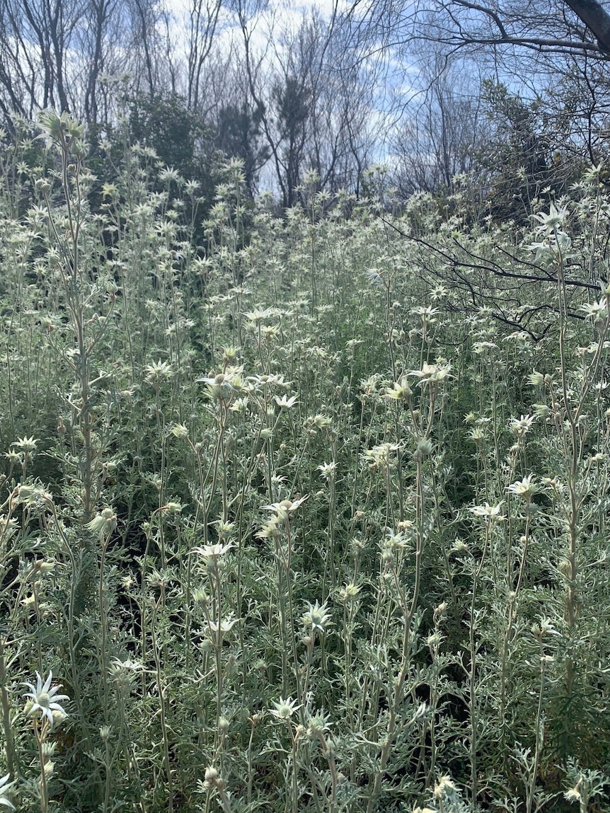 A field of tall flowers, with green stems and flowers and white petals, in a bush area.