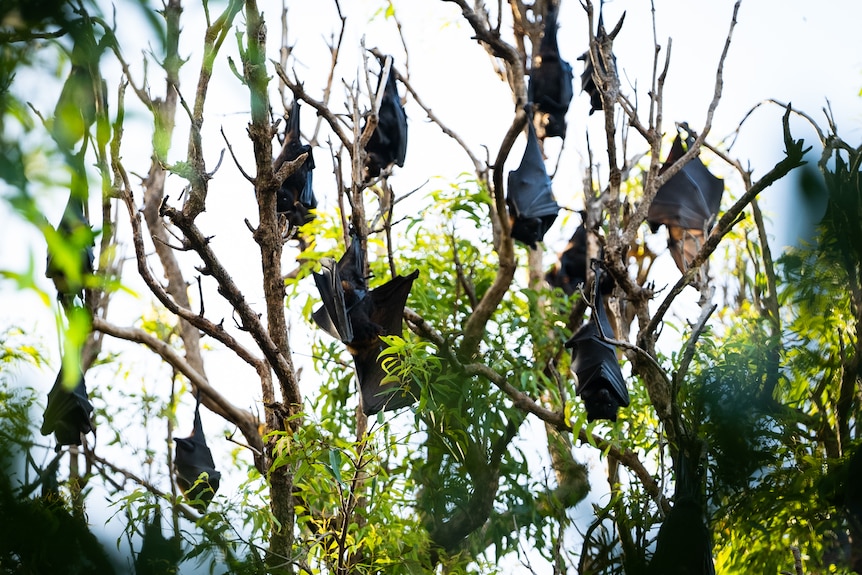 Photo of bats hanging from trees.