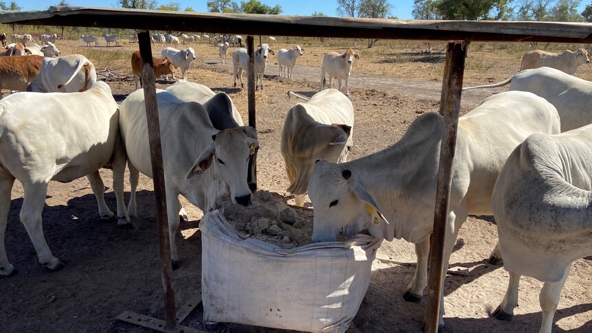 Cattle eating phosphorus 
