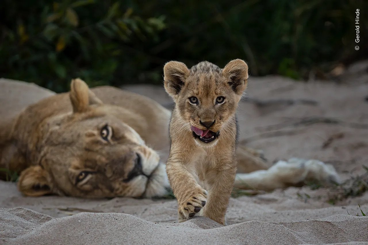 A curious lion cub walks towards the photographer in South Africa’s Greater Kruger National Park