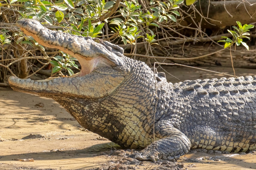Large crocodile with mouth open displaying very few teeth.