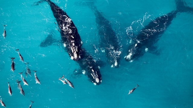 Several adult whales surrounded by numerous calves, as seen from above.